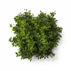 Obraz premium Aerial View Lush Green Bush Foliage Plant Top View