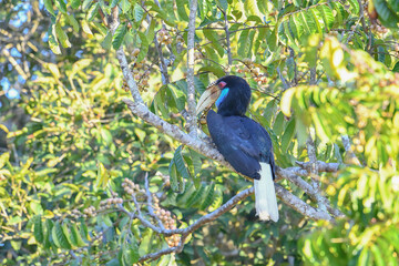 Wreathed hornbill, male and female Symbol of true love