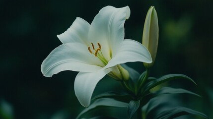 Fototapeta premium White lily blooming, garden background, serenity, nature