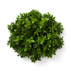 Aerial View Green Bush Top Down Shrub Lush Foliage