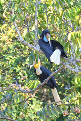 Wreathed hornbill, male and female Symbol of true love