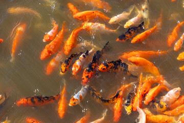 koi fish swimming in a pond