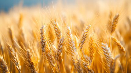 Fototapeta premium Wheat field with the sun. Golden wheat ears close-up. A fresh crop of rye