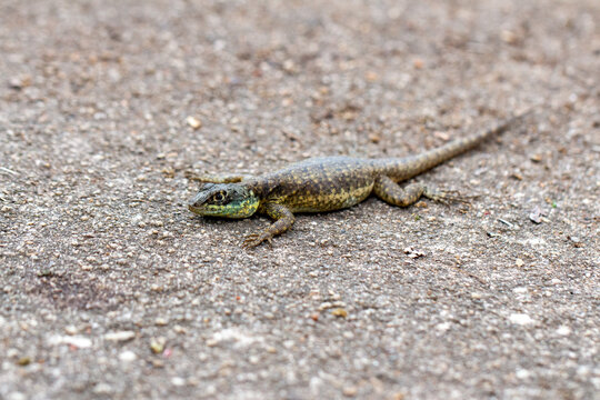 Calango Tropidurus torquatus,  conhecido popularmente por lagarto da lava amaz&ocirc;nica