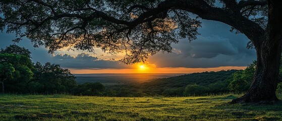 Obraz premium Sunset over Hilly Landscape, Tree Silhouette