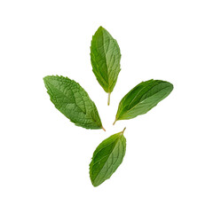 Fototapeta premium There are a few mint leaves visible on a white backdrop.