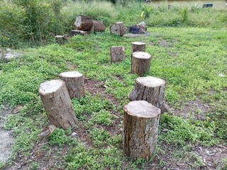 Stump of tree in the garden at gardenin  kluang  , johor , malaysia
