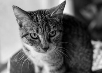 portrait of a cat