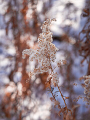 snow covered wild grass
