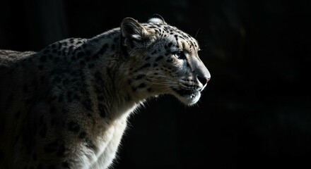 Obraz premium Majestic Snow Leopard Profile Wildlife Portrait Dark Background Big Cat