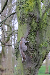 A cute gray squirrel perched on a moss-covered tree trunk in St. James’s Park, London, UK