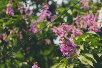 Summer leaves and flowers on a tree/plant