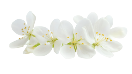 White flower with delicate petals and soft lighting isolated on white background