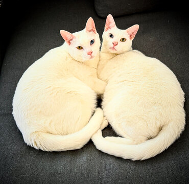 Our two cats in an impromptu position being cute on one of the couches in the apartment