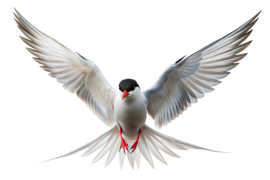 Arctic Tern in Flight
