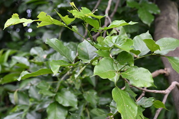 Millettia pinnata tree. It is a species of tree in the pea family Fabaceae. Its other names  Pongamia pinnata, Indian beech and Pongame oiltree. Oil is extracted from its seeds. Ayurvedic medicine.