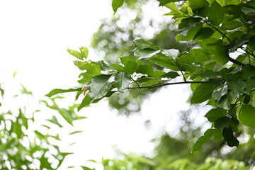 Millettia pinnata tree. It is a species of tree in the pea family Fabaceae. Its other names  Pongamia pinnata, Indian beech and Pongame oiltree. Oil is extracted from its seeds. Ayurvedic medicine.