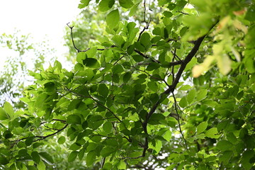 Millettia pinnata tree. It is a species of tree in the pea family Fabaceae. Its other names  Pongamia pinnata, Indian beech and Pongame oiltree. Oil is extracted from its seeds. Ayurvedic medicine.