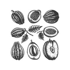 Cocoa hand drawn engraving design vector template