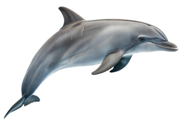 Dolphin leaping from the water