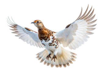 White-tailed Ptarmigan in Flight