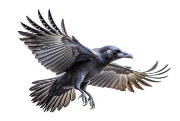 Flying Crow