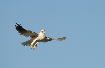 Hoovering Black shouldered kite (Elanus caeruleus)