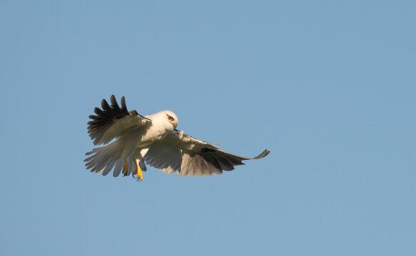 Black shouldered kite (Elanus caeruleus) looking for prey.