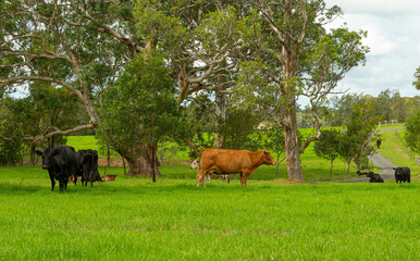 Cattle in a rural landscape scene.
