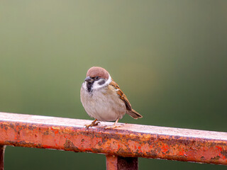 柵にとまるスズメ