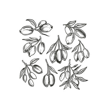 goji berry hand drawn design vector template