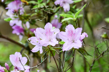 Obraz premium 京都 蹴上浄水場 ツツジ
