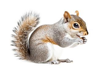 Obraz premium Playful Squirrel in Nature Scene Isolated on White Background