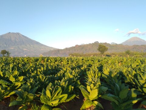 Scenic View Of Tobacco Plantation Against Sindoro Mountain And Sumbing Mountain, Central Java