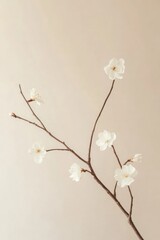 Minimalist white blossom branch, neutral background, spring, home decor