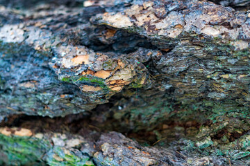 Close-up of tree bark texture background, natural wood patterns, grainy surface, eco-friendly natural material.