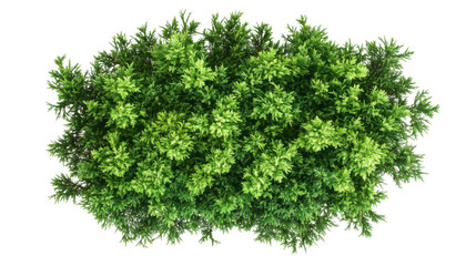 Obraz premium Green round bush transparent background