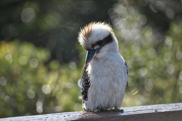 Kookaburra relaxing in the sunshine while sitting on a fence