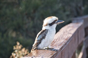 Kookaburra relaxing in the sunshine while sitting on a fence