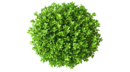 Green round bush transparent background