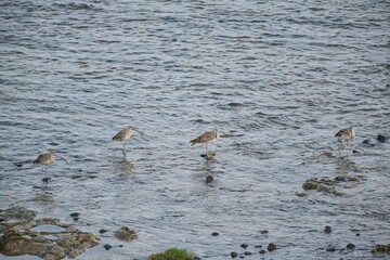 A group of Eastern Curlews standing in water at low tide