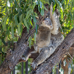 Close-up of an alert Koala (Phascolarctos cinereus) joey, looking up an eucalyptus tree, while sitting on its mother's lap.  Koalas are marsupials native to Australia.
