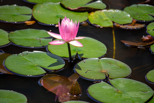 Ninfeia rosa. Flor aqu&aacute;tica.