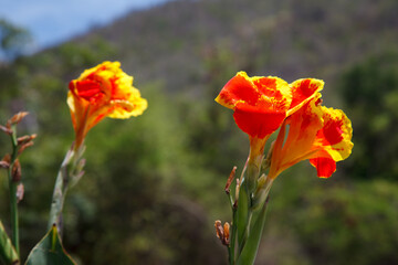 Canna indica flower, commonly known as Indian shot flower in Baconao, lake, Santiago de Cuba