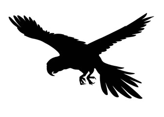 Silhouette image of flying macaw isolated on white background 