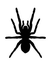 Silhouette image of tarantula spider isolated on white background 