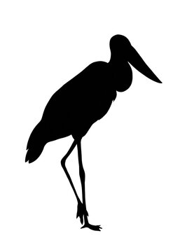 Silhouette image of jabiru stork bird isolated on white background 