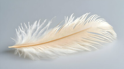 Obraz premium Cream Feather Illustration