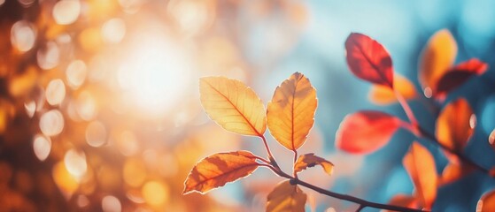 Autumn Leaves in Sunlight, Nature Background, Peaceful Scene, Stock Photo