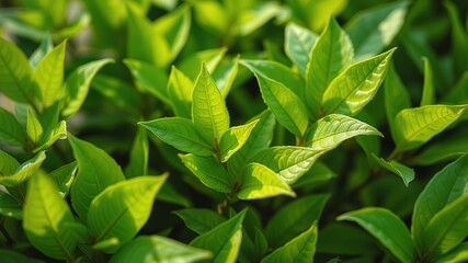 Fototapeta premium Bright Green Leaves, Nature Photography, Lush Foliage, High-Resolution Image